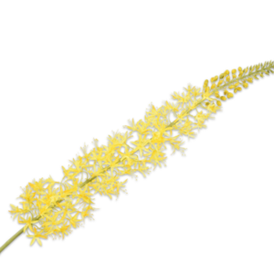 Eremurus steel geel 119 cm