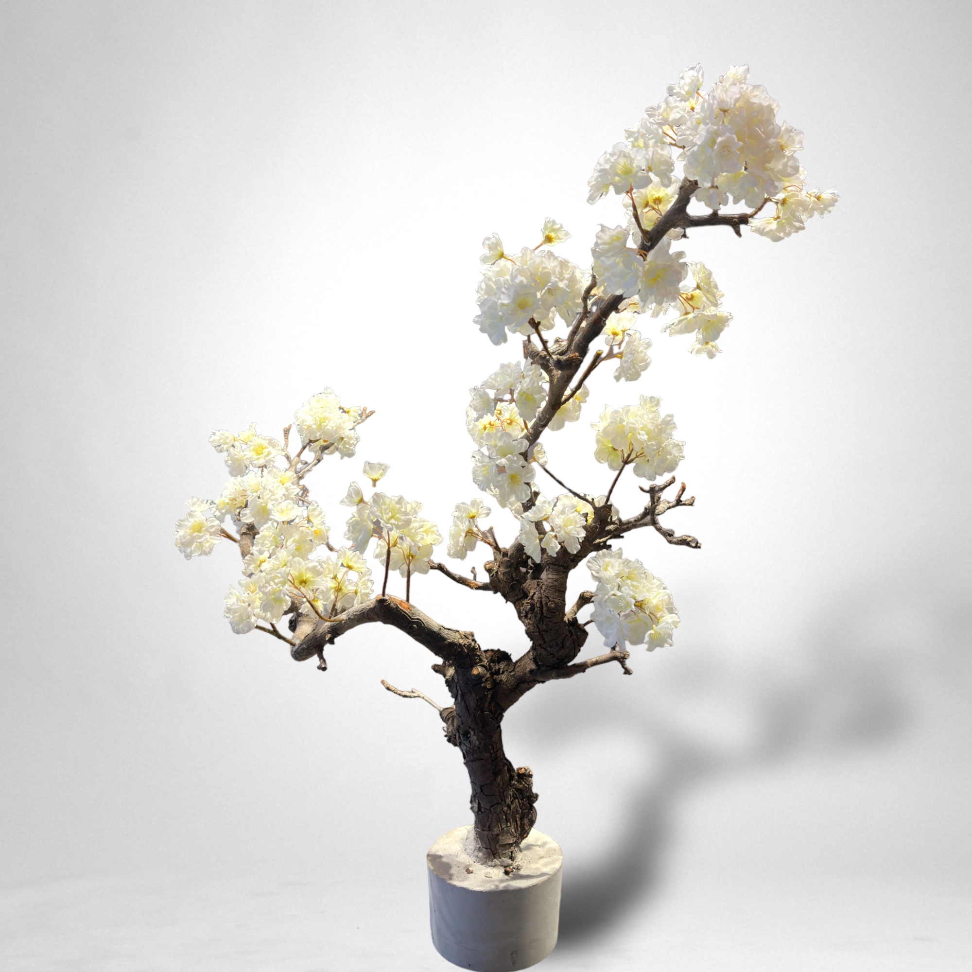 Bloesemboom Hilda - Afbeelding 3