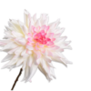 Dahlia steel wit/roze 65 cm
