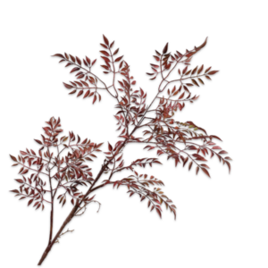 Mahonie tak bordeaux 99 cm