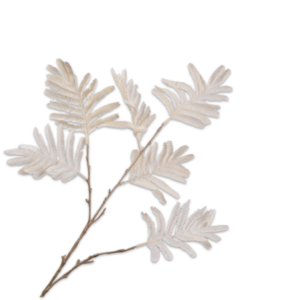 MIMOSA TAK WIT 88 cm