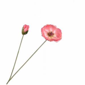 KLAPROOS TAK ROZE LT 82 cm