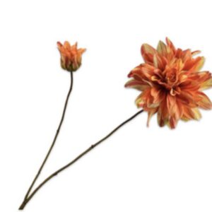 DAHLIA TAK ORA/GL 102 cm