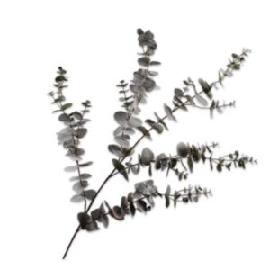 EUCALYPTUS TAK GRIJS 143 cm