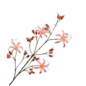 ROZENBOTTEL TAK ZALM 98 cm