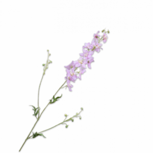 DELPHINIUM TAK ROZE LT 101 cm