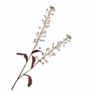 PRIMULA TAK ROZE 85 cm