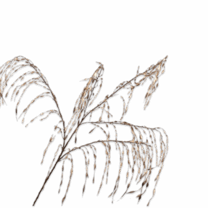 GRAS TAK GOUD 142 cm