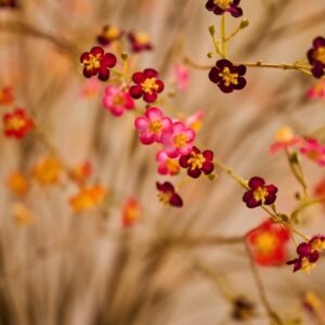 Alternative view of VERGEETMENIET TAK ORANJE 76 cm